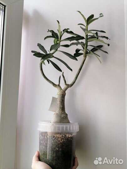 Адениум сорт Winter Cherry