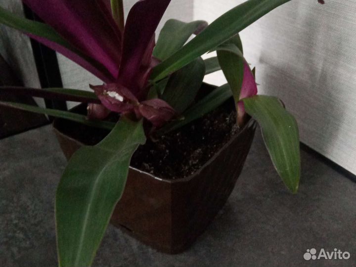 Традесканция рео