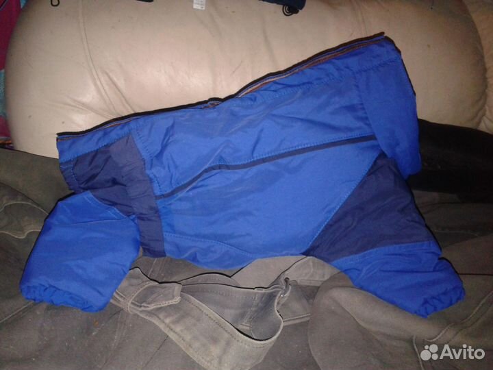 Одежда для таксы