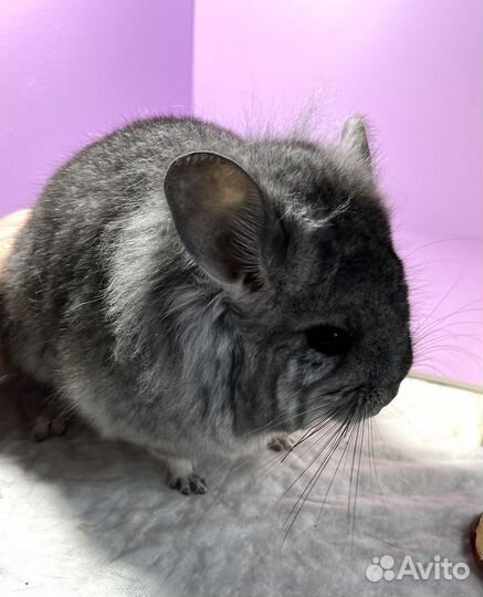Шиншилла мальчик Стандарт кпа носитель ангоры