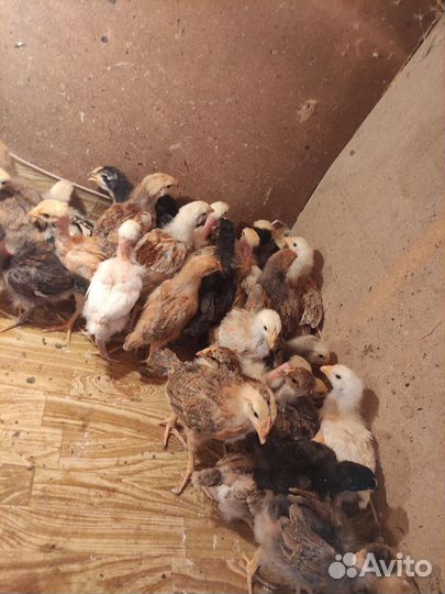 Цыплята