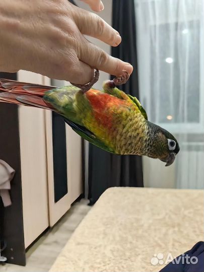 Попугай Пиррура Молине