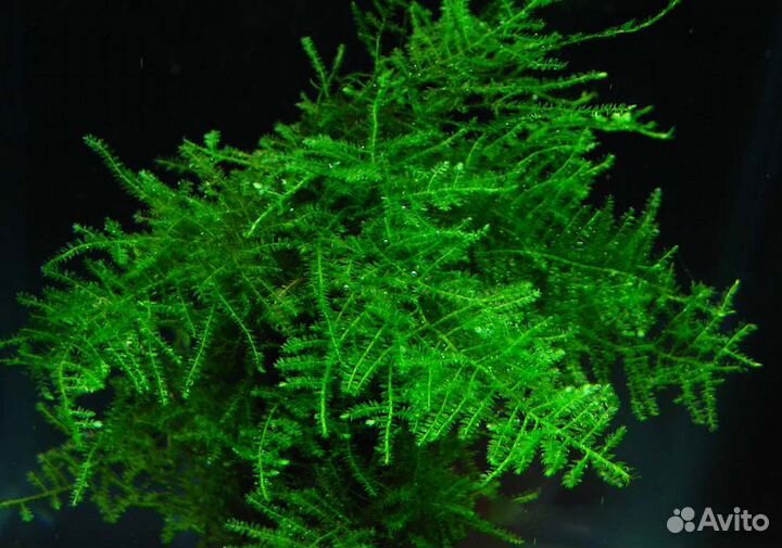 Мох яванский