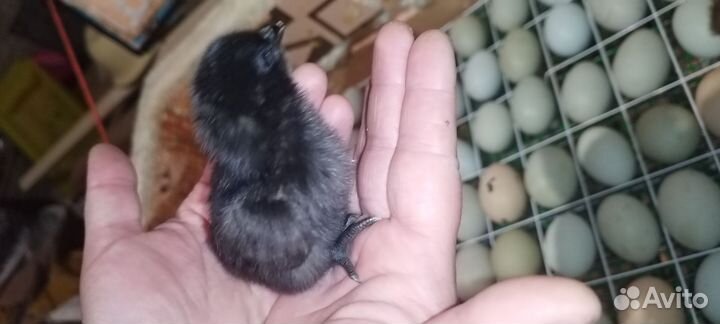 Цыплята ухейилюй