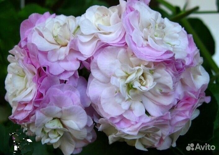 Пеларгония Pac Viva Carolina