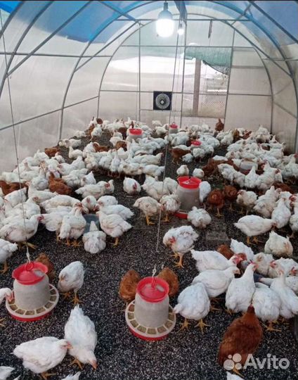 Домашняя кура. Варенье малина