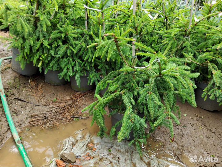 Ель обыкновенная Акрокона