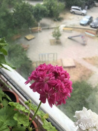 Пеларгония герань