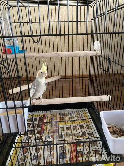 Попугай корелла с клеткой