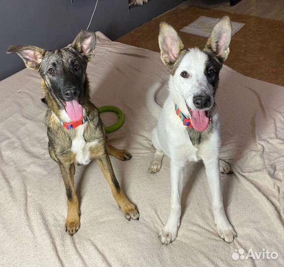 Щенки ищут дом