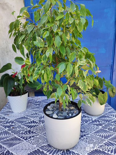 Фикус бенджамина