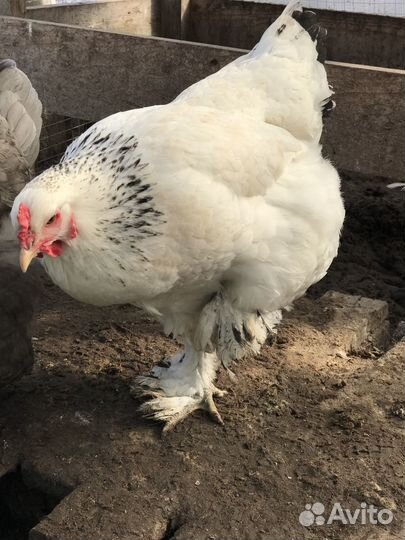 Инкубационное яйцо. Петухи. Индюшата