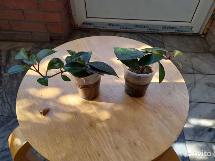 Немантус золотая рыбка, руселия хвощевидная