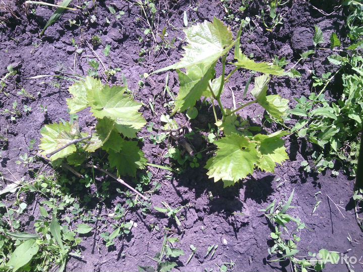 Саженцы винограда Молдова