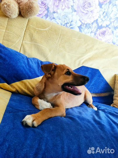 Щенок в добрые руки