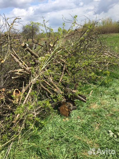 Дрова сомовывоз