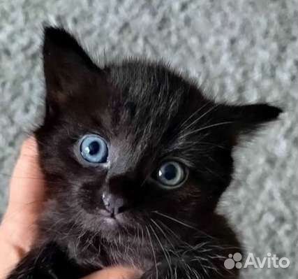 Британские котята