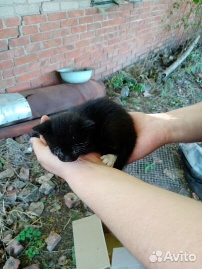 Отдам даром котиков 2