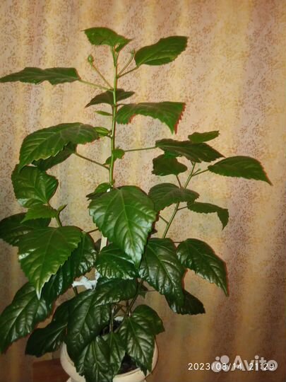 Гибискус китайская роза