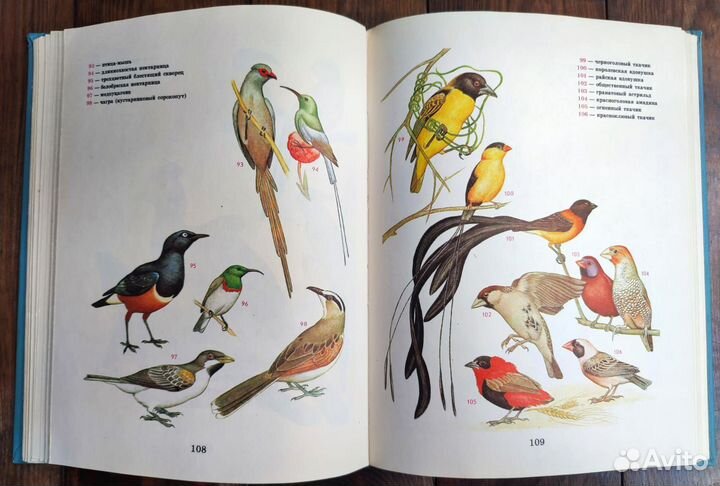 Книги птицы, млекопитающие