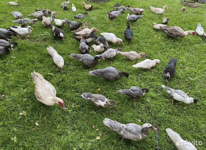 Мускусные утки