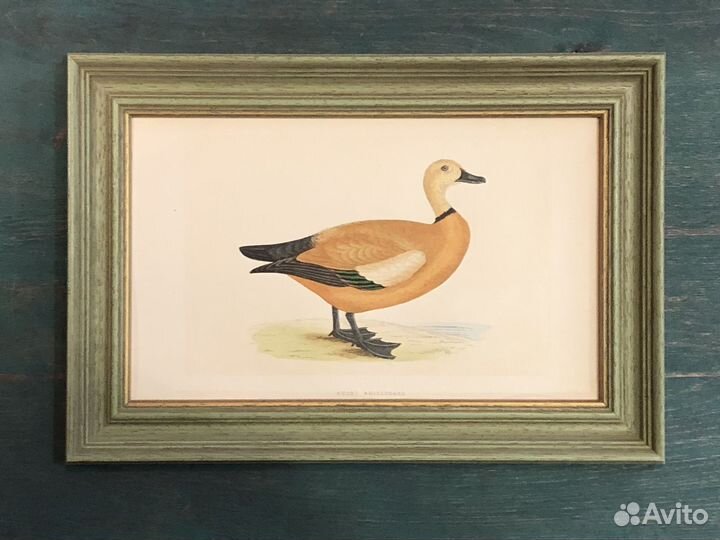 Старинные гравюры в деревянных рамах Утки и гуси