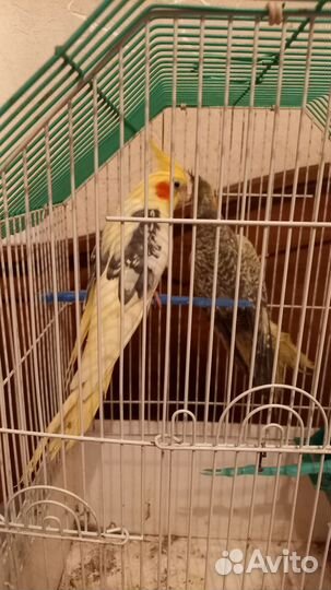 Попугай корелла птенцы