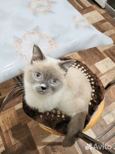 Кошечка ищет самые лучшие ручки