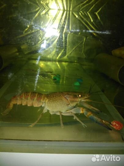 Австралийский красноклешневый рак