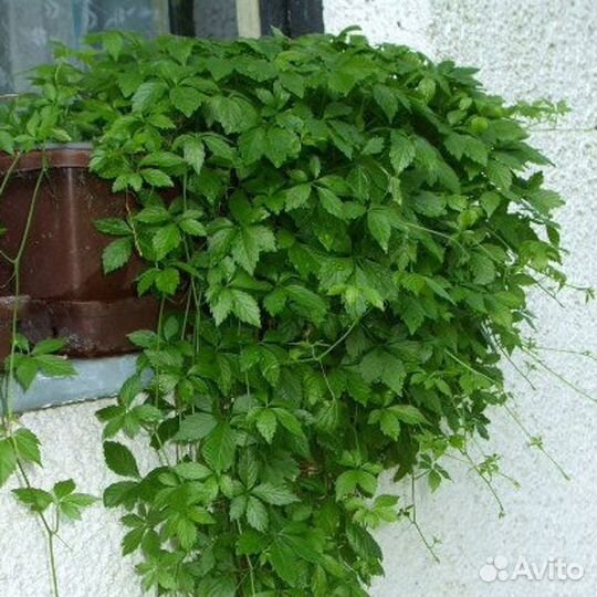 Укоренённые саженцы Джунгалан-гиностемы