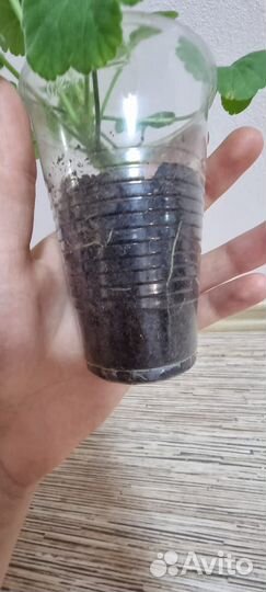 Комнатные растения цветы