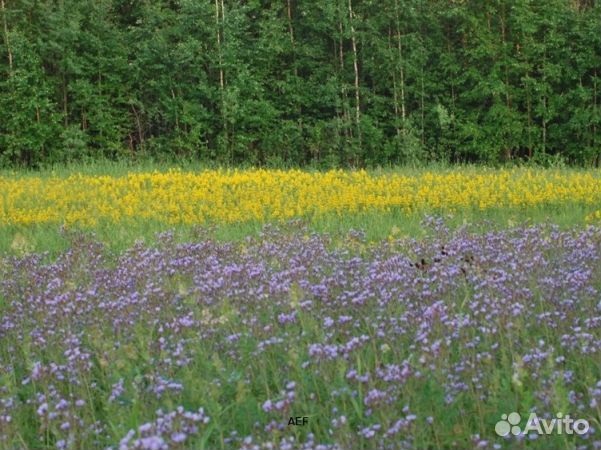 Мёд 2024 года натуральный опт