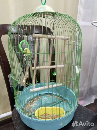 Волнистый попугай с клеткой