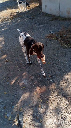 Курцхаар вязка