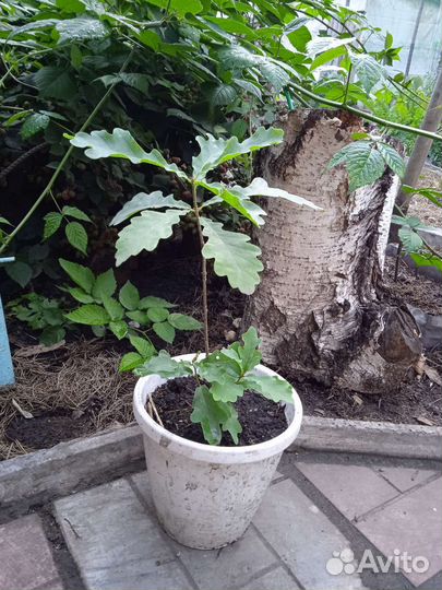 Саженец Дуба