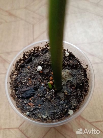 Монстера манки