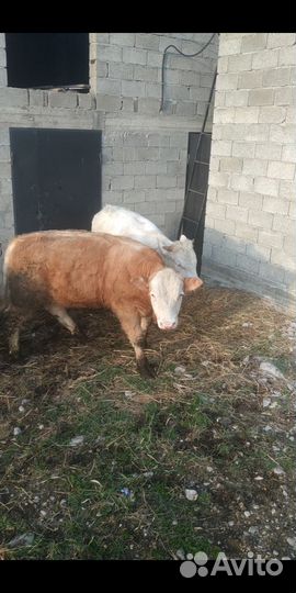 Быки на племя Шароле