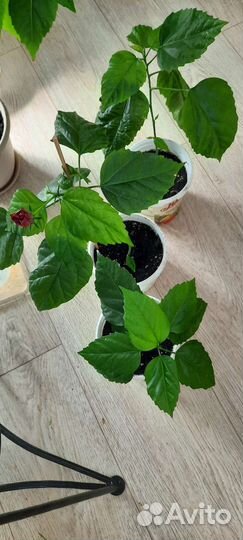 Гибискус китайская роза