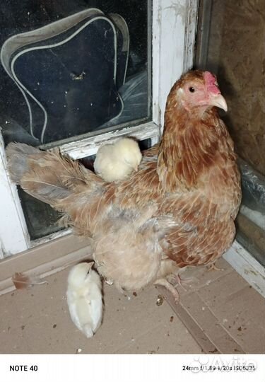 Цыплята доморощенные из под курицы