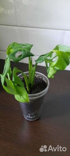 Монстера манки