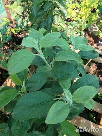 Саженцы яблони