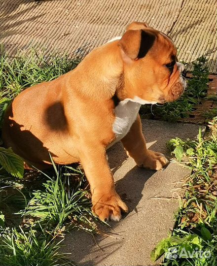 Английский бульдог