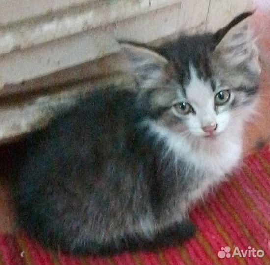 Отдам в добрые руки котят