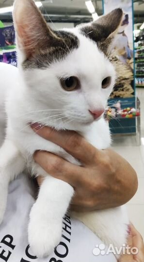 Котята подростки, с рождения живут в клетке