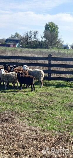 Бараны романовской породы на мясо