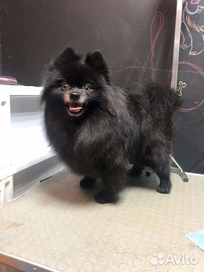 Передержка собак