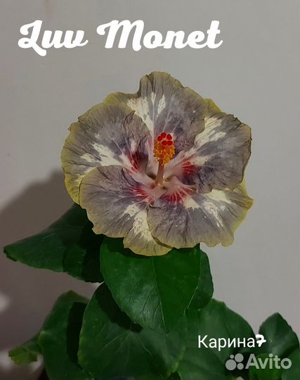 Гибискус Luv Monet