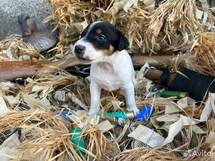 Гладкошерстный фокстерьер