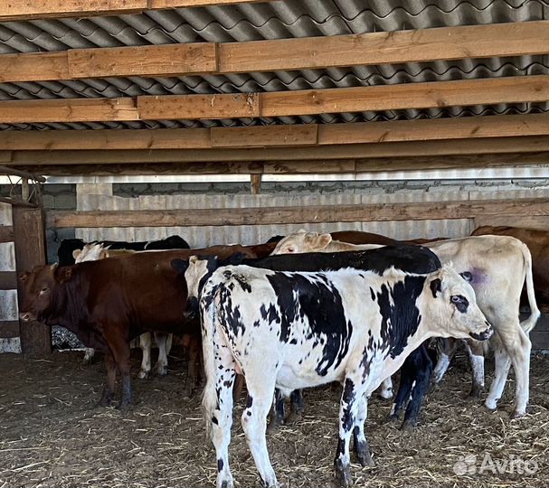 Продаются быки
