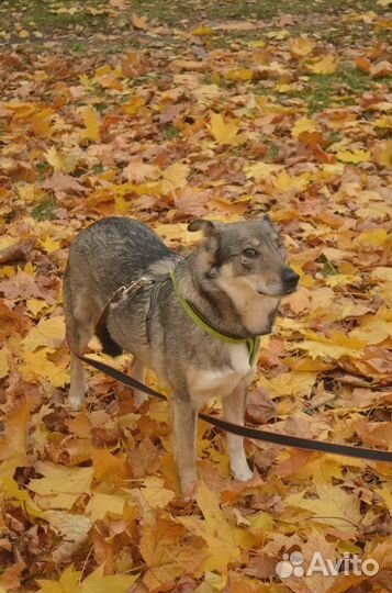 Глаша-собака с неограниченными возможностями